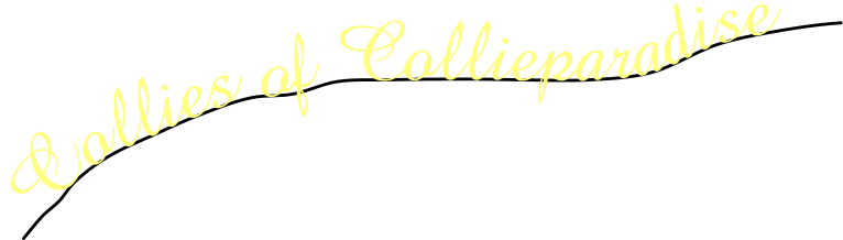 Collies of Collieparadise